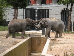 なかよしインドゾウ