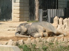 ねころびインドゾウ