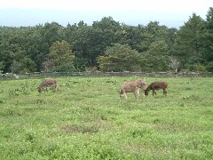 牧場の風景