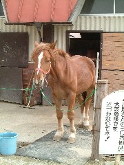 ふれあい動物コーナー