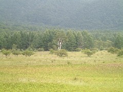 カラマツと貴婦人