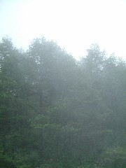 霧にかすむ丹勢山山頂